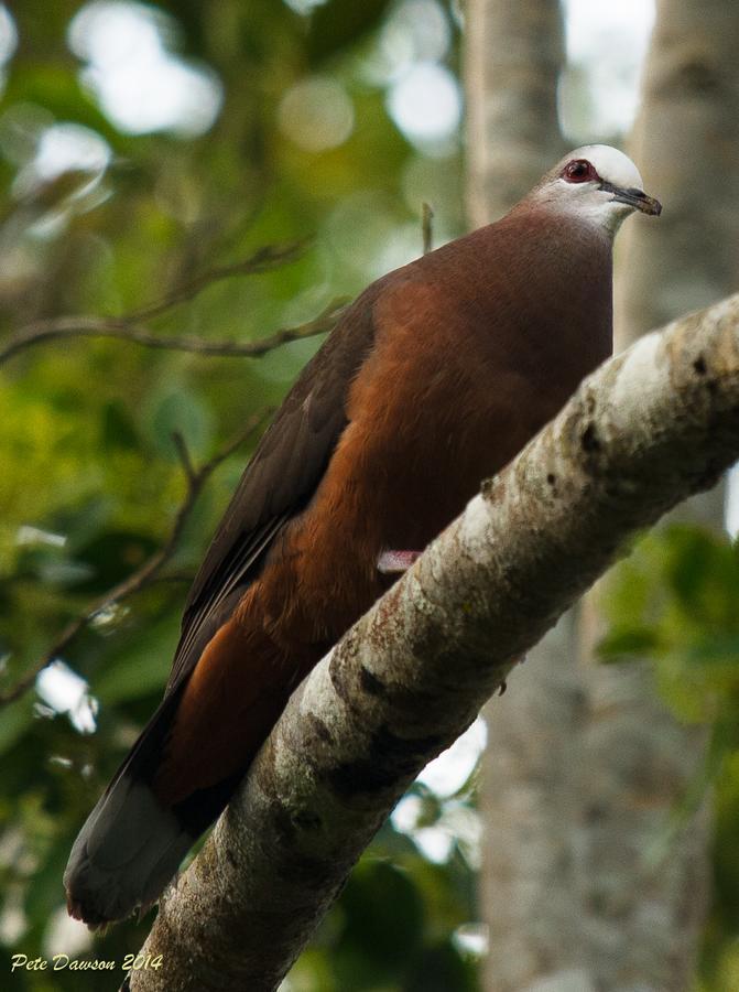 St Lucia Kingfisher Lodge Екстериор снимка